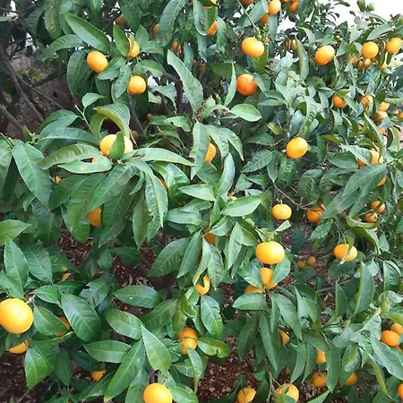 Ivan Apartman Vinišće