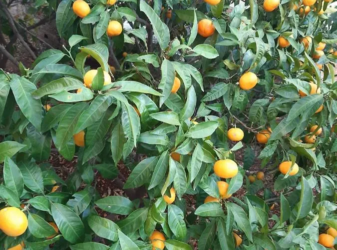 Ivan דירה Vinišće